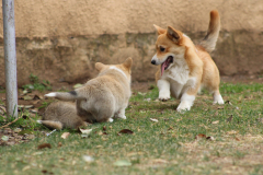 Corgi-New-Puppy_01-scaled