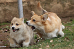 Corgi-New-Puppy_02-scaled