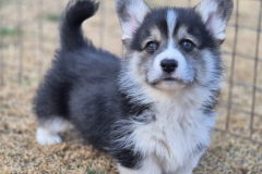 Corgi-New-Puppy_03-scaled