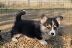 Corgi-New-Puppy_04-scaled