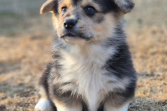 Corgi-New-Puppy_05-scaled