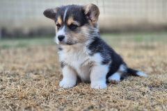 Corgi-New-Puppy_06-scaled