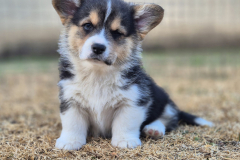 Corgi-New-Puppy_07-scaled