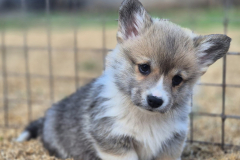 Corgi-New-Puppy_08-scaled