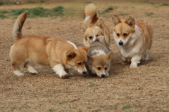 Corgi-Puppy-scaled