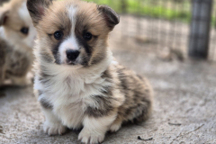 Corgi-Puppy_01-scaled
