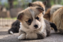 Corgi-Puppy_05-scaled