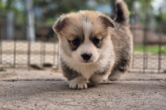 Corgi-Puppy_06-scaled