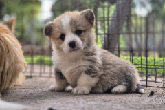 Corgi-Puppy_07-scaled