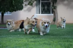 Pembroke Welsh Corgi Puppy