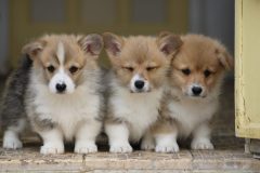 IMG_3766-scaled