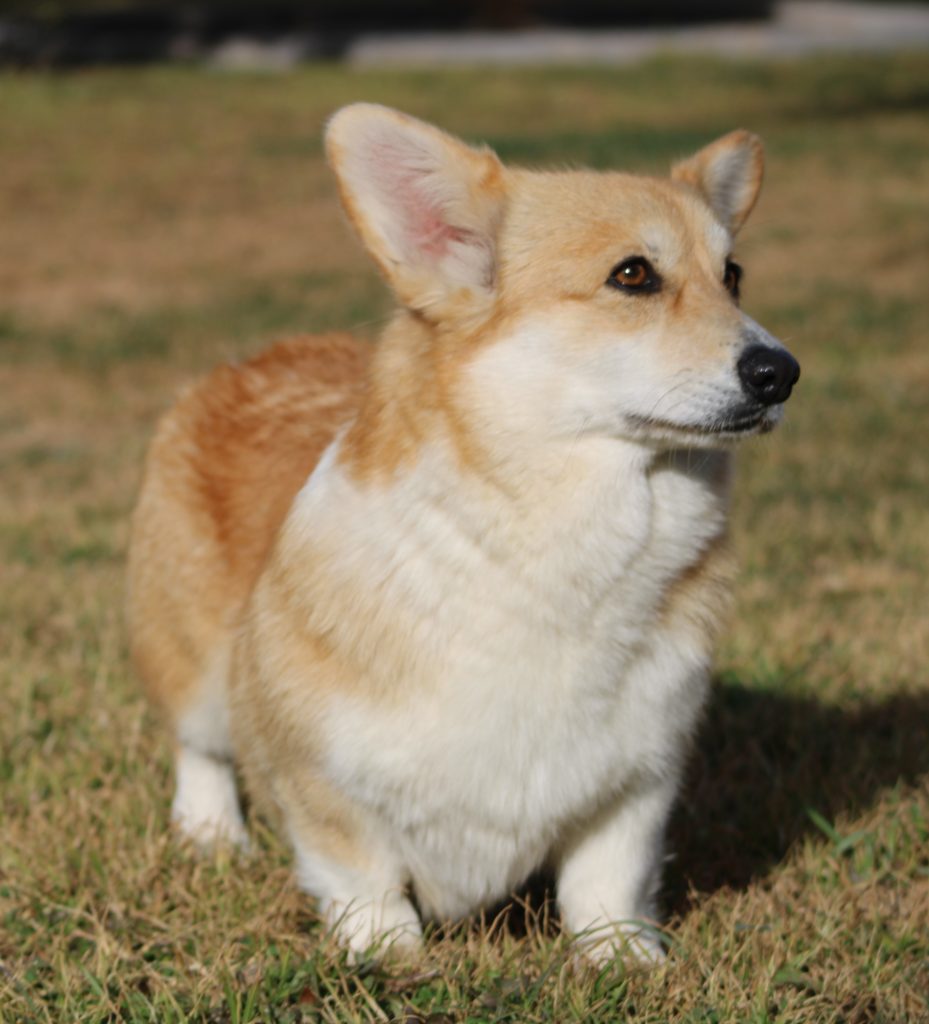 Adult Females - Pembroke Welsh Corgis Adult Females