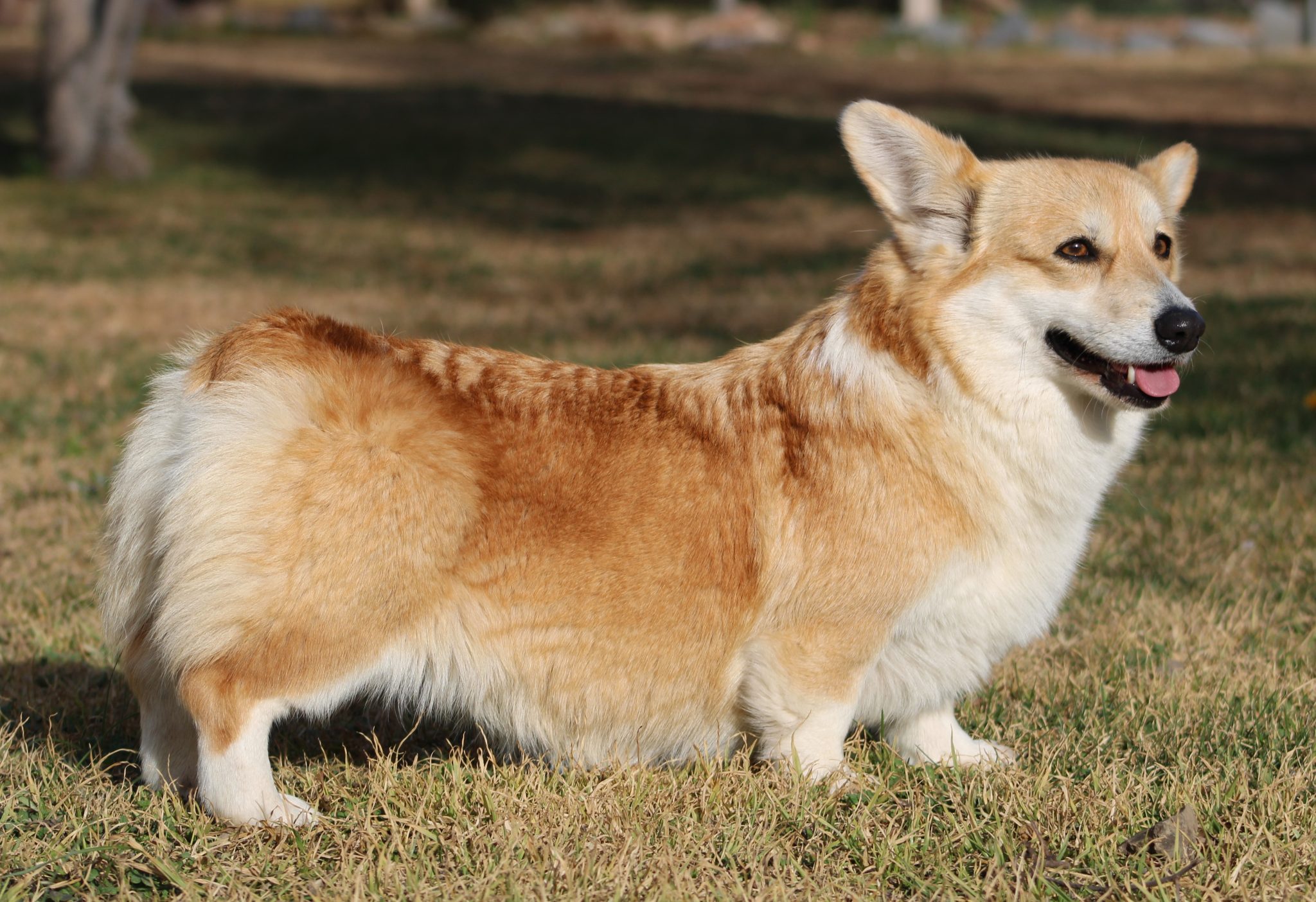 Adult Females - Pembroke Welsh Corgis Adult Females