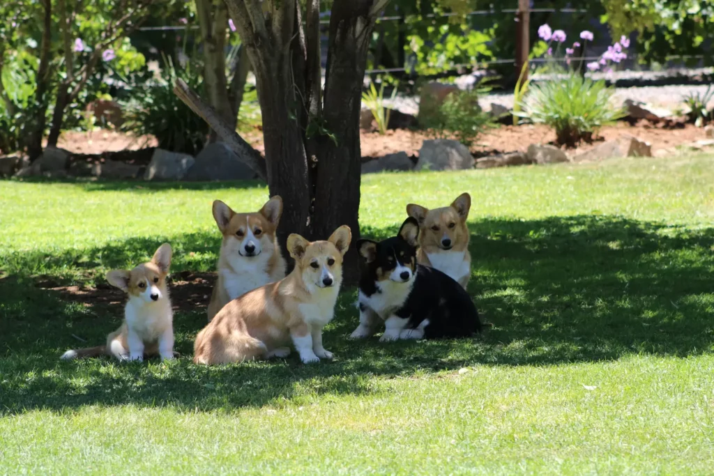 Corgi Pembroke Welsh