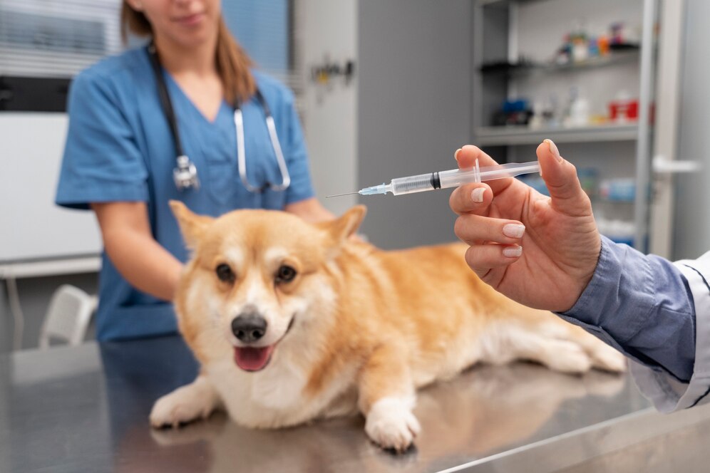 Corgi puppies vet care