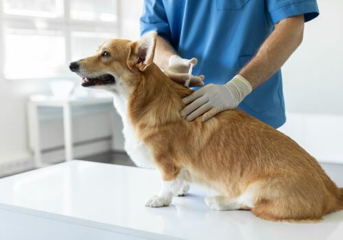 Corgi puppies vet care