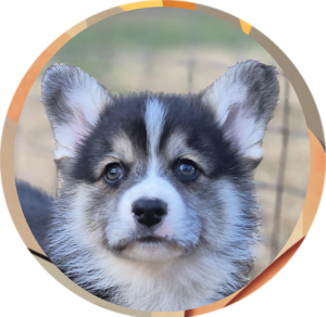 Pembroke Welsh Corgi Puppy