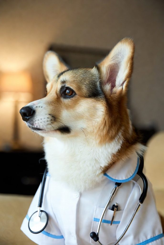 Breed-Specific Challenges Pembroke Corgis