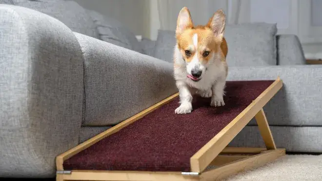 Breed-Specific Challenges Pembroke Corgis