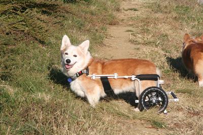Breed-Specific Challenges Pembroke Corgis