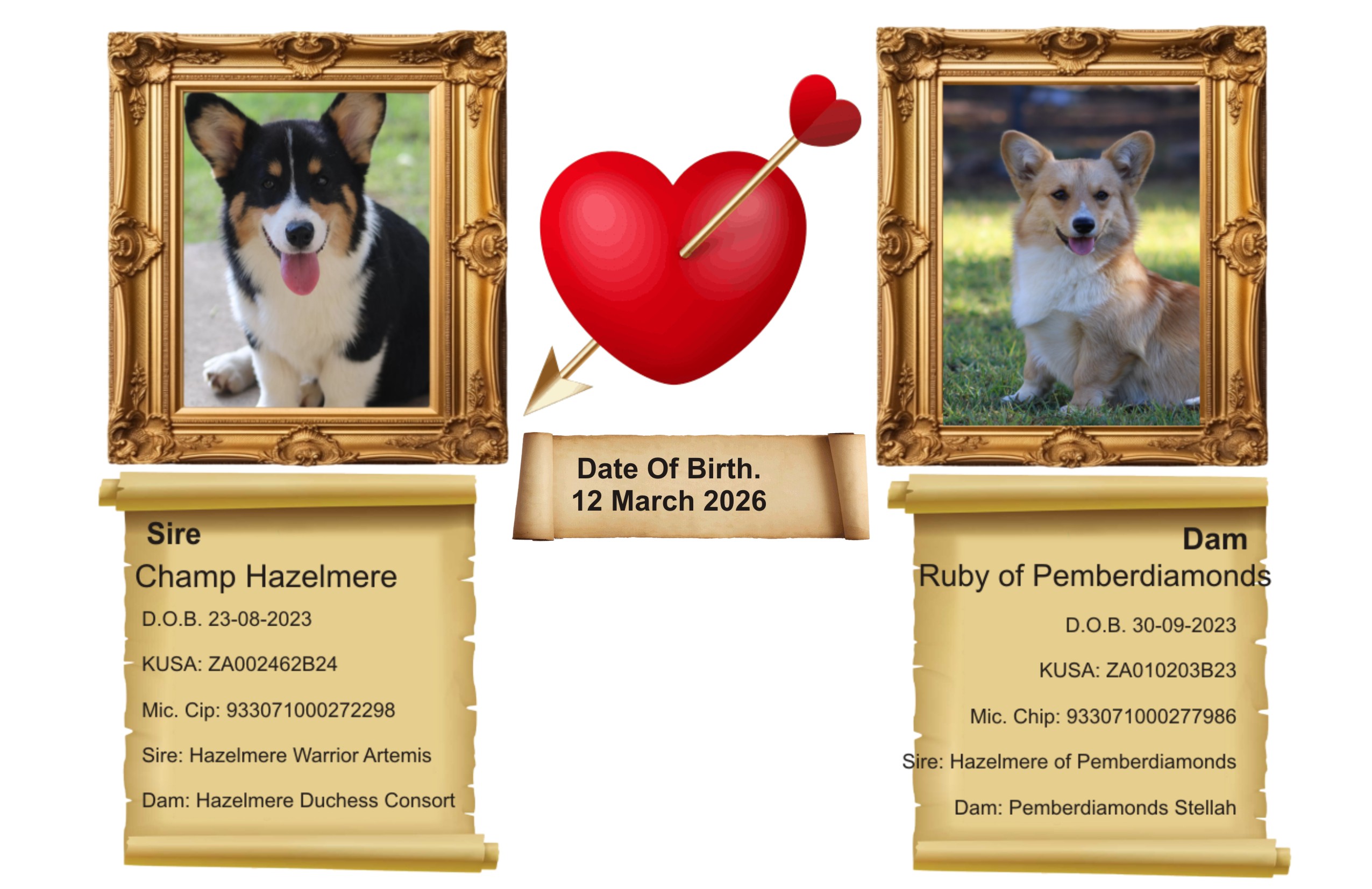 New Litter Corgi Puppies