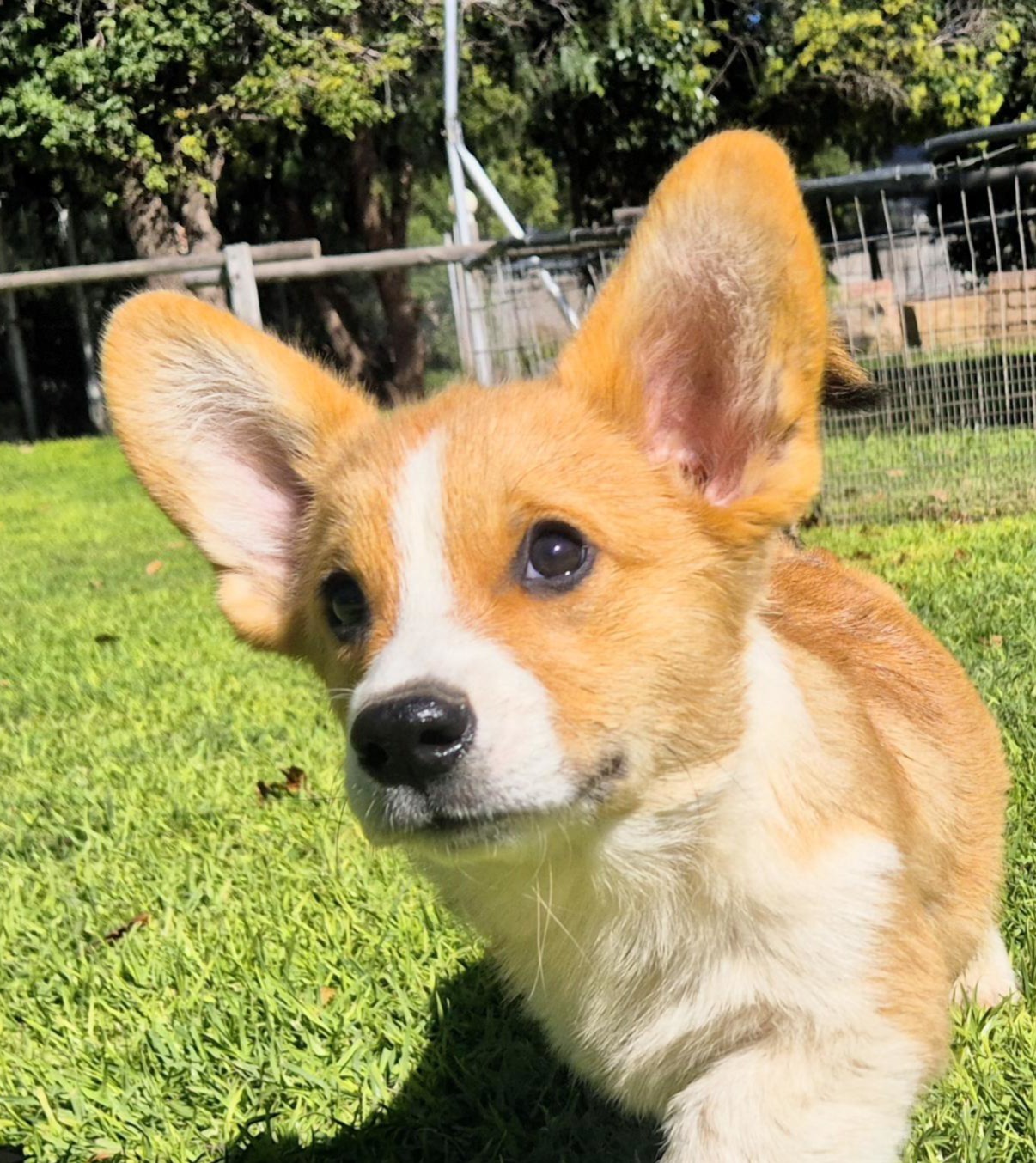 Andrej the Corgi puppy
