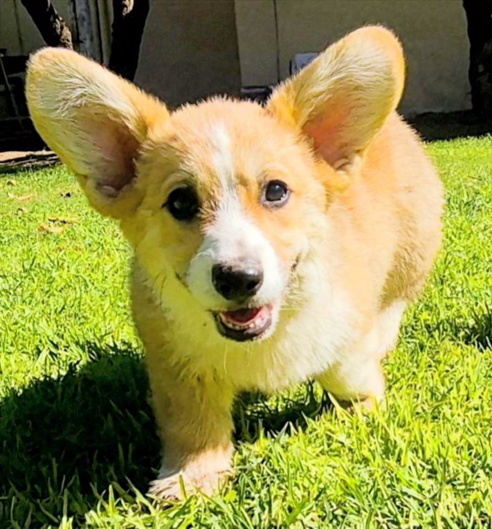 Warrior the Corgi puppy