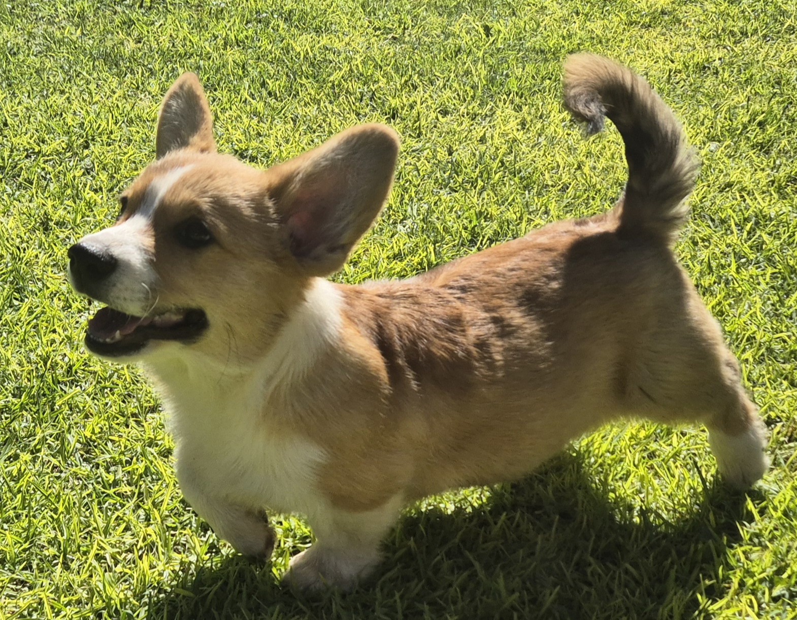 Warrior running happily