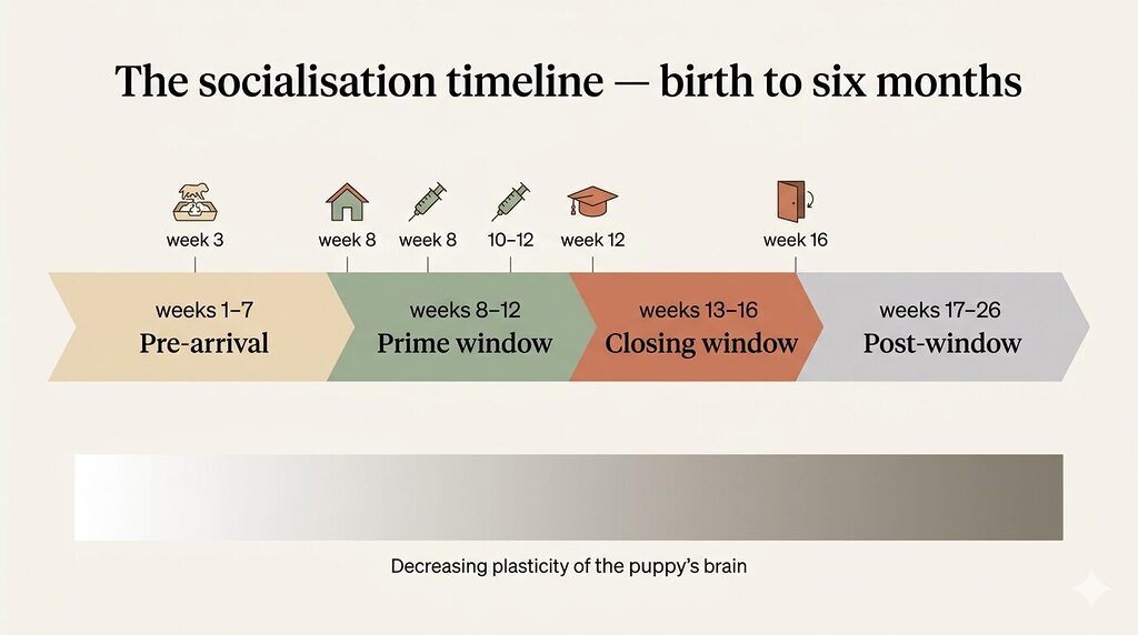 A horizontal infographic timeline running from birth to 26 weeks of age, displayed as a wide colour-coded ribbon. Four bands represent developmental phases: pale sand for weeks 1 to 7 labelled pre-arrival, sage green for weeks 8 to 12 labelled prime window, terracotta for weeks 13 to 16 labelled closing window, and soft grey for weeks 17 to 26 labelled post-window. Above the ribbon, milestone icons mark key moments: a litter icon at week 3, a house icon at week 8, syringe icons at the first and second vaccination points, a graduation cap at week 12, and a slowly closing door at week 16. Below the ribbon, a gradient bar fades from bright to dim from left to right, representing the decreasing plasticity of the puppy brain over time.