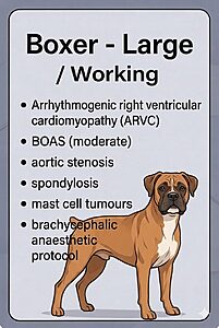 South Africa’s most popular breeds and their key health priorities