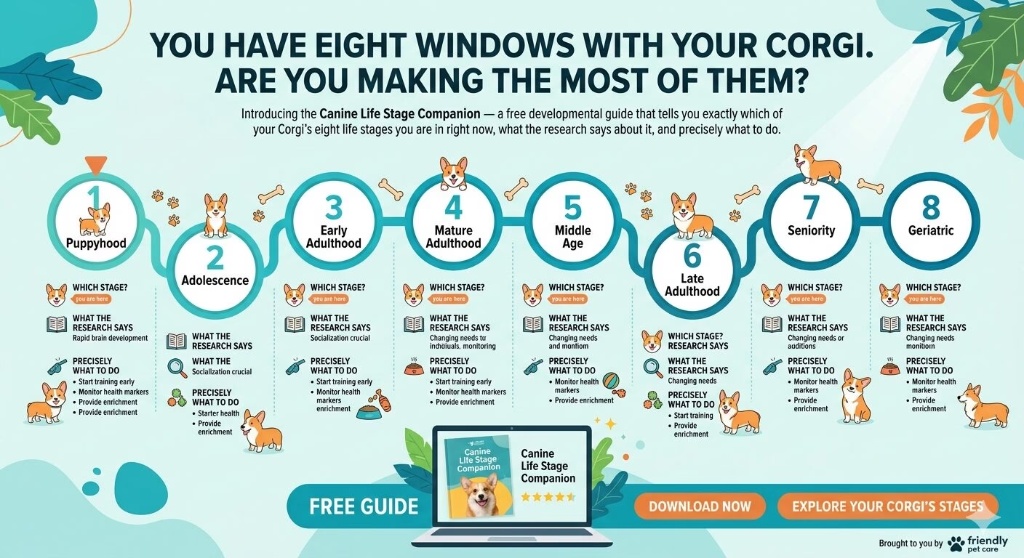 You Have Eight Windows With Your Corgi